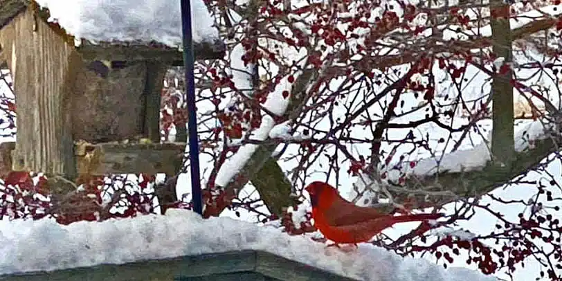 a bright red cardinatl sits on snowy railing by bird feeder