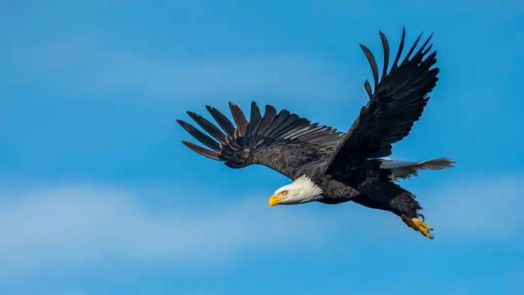 A bald eagle soars in a blue sky