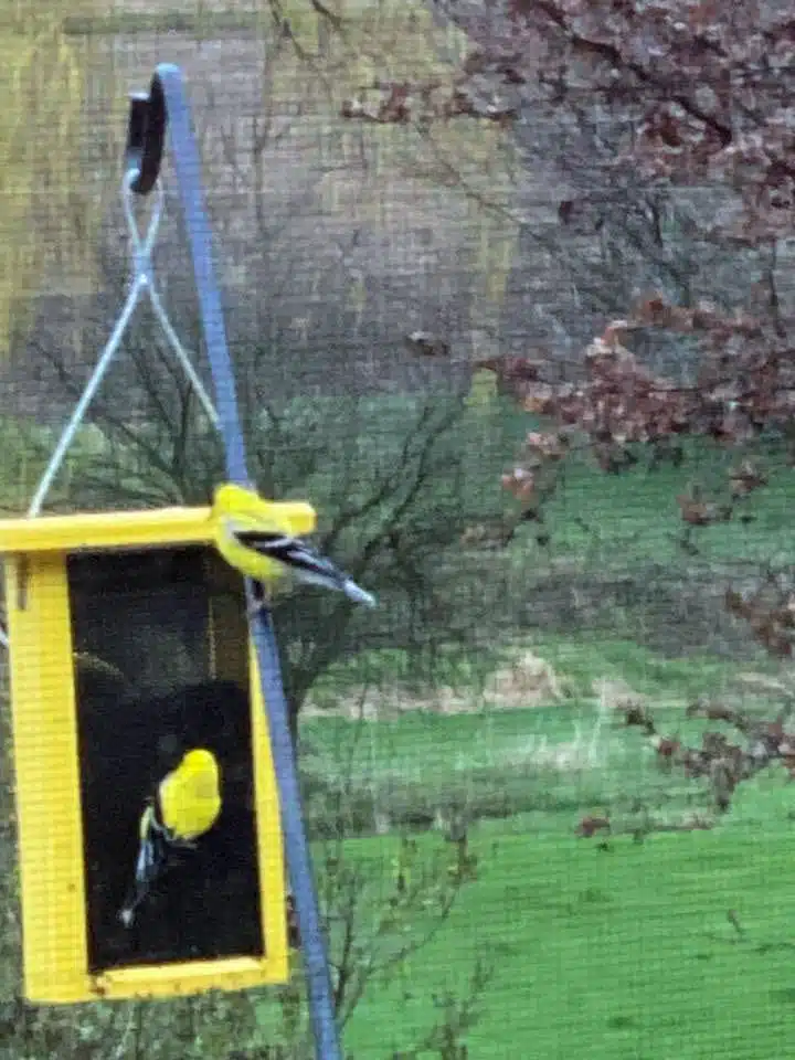 2 goldfinches eat on a yellow feeder