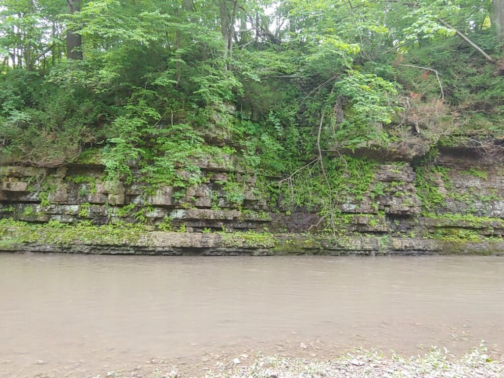 a limestone bluff with trees on top with muddy river below
