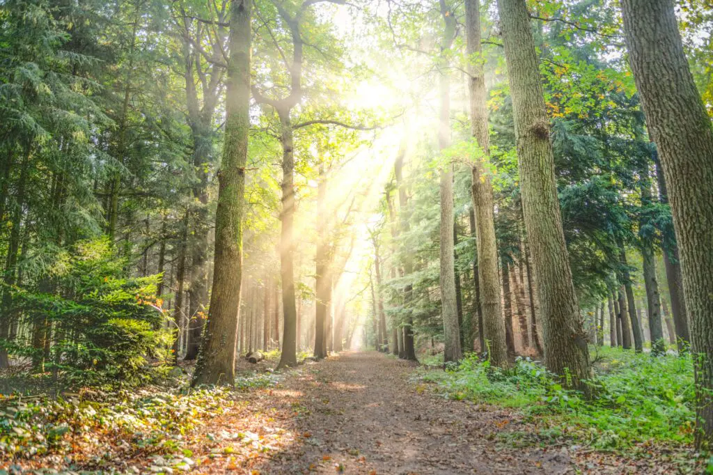 lanscape photo of a path between green trees with the sun shiing through