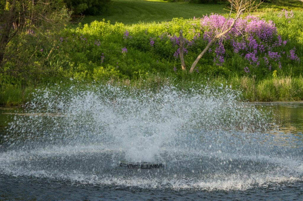 pond fountain with purple flowers in background