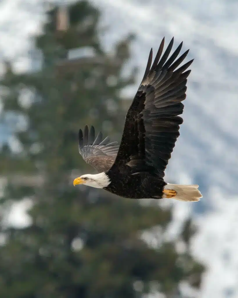 balk eagle flying