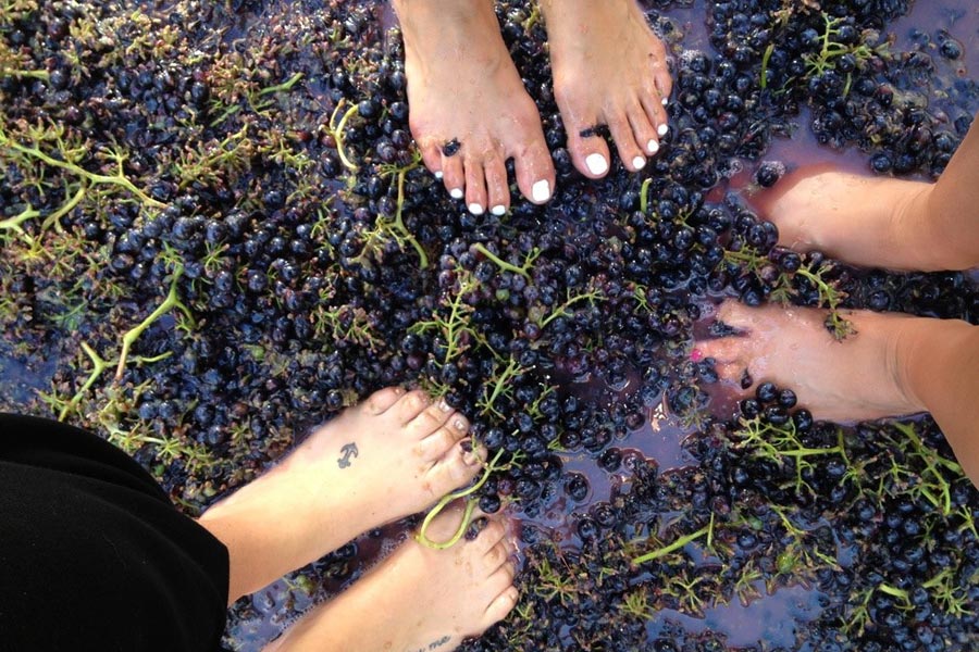 Grape stomping at Galena Cellars Fall Harvest Festival 2022