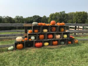 ditmar Pumpkins displayed in a farm field.